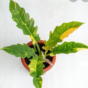 Live plant Variegated ring of fire philodendron